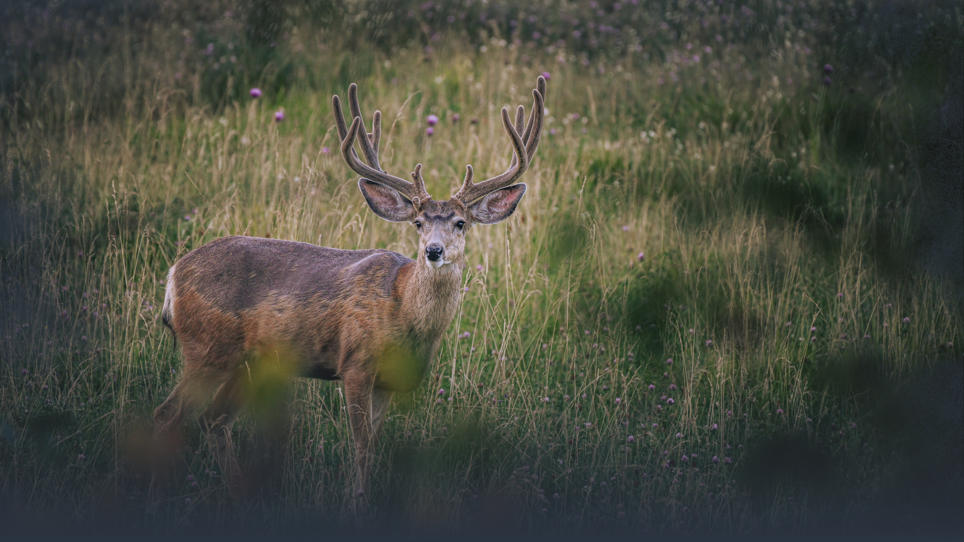 Mule Deer Physical Adaptations