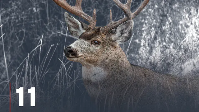 October Mule Deer
