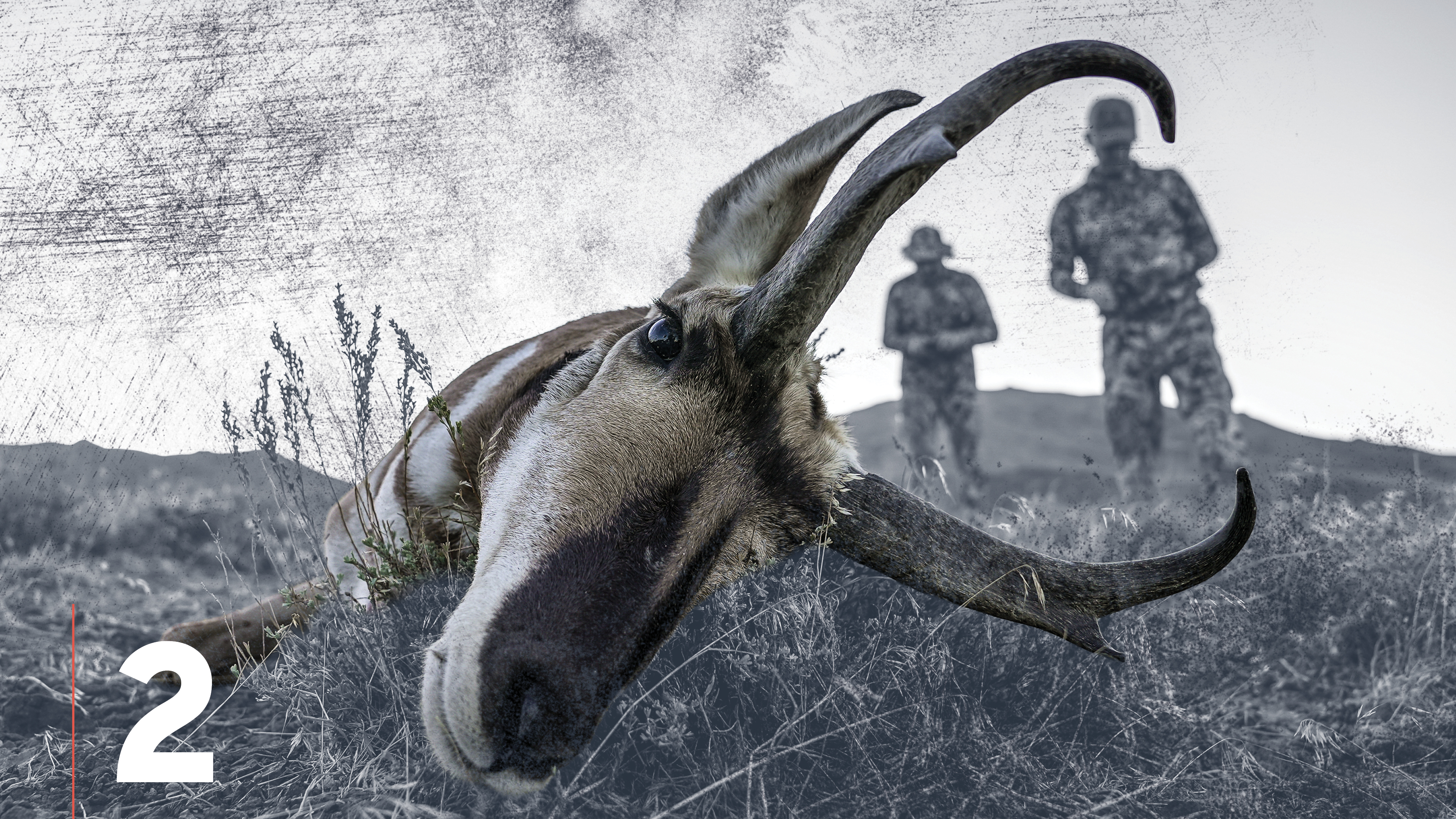 Pronghorn Antelope Physical Adaptations