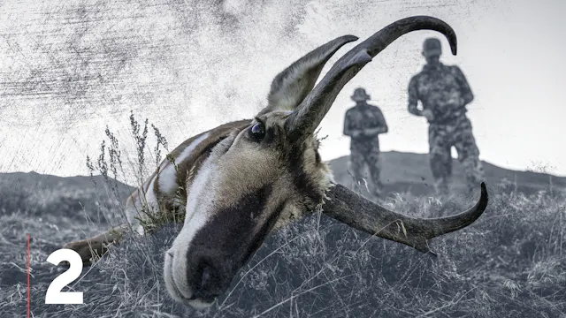 Pronghorn Antelope Physical Adaptations