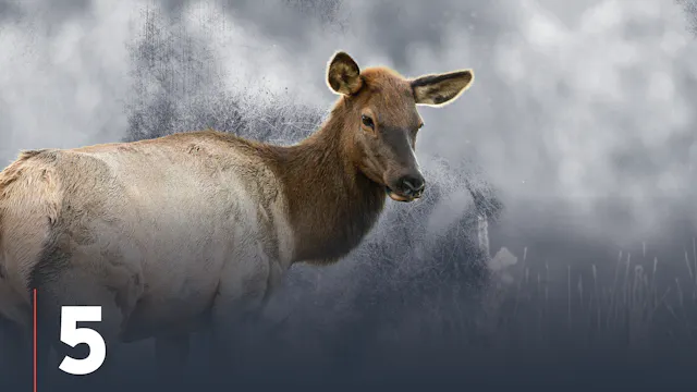 Pre / Peak Rut Cow Elk Hunting Tactics