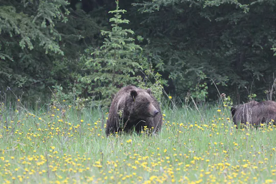Grizzlies in the Backcountry - Part 2
