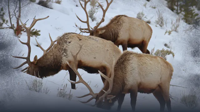 Elk Sanctuaries