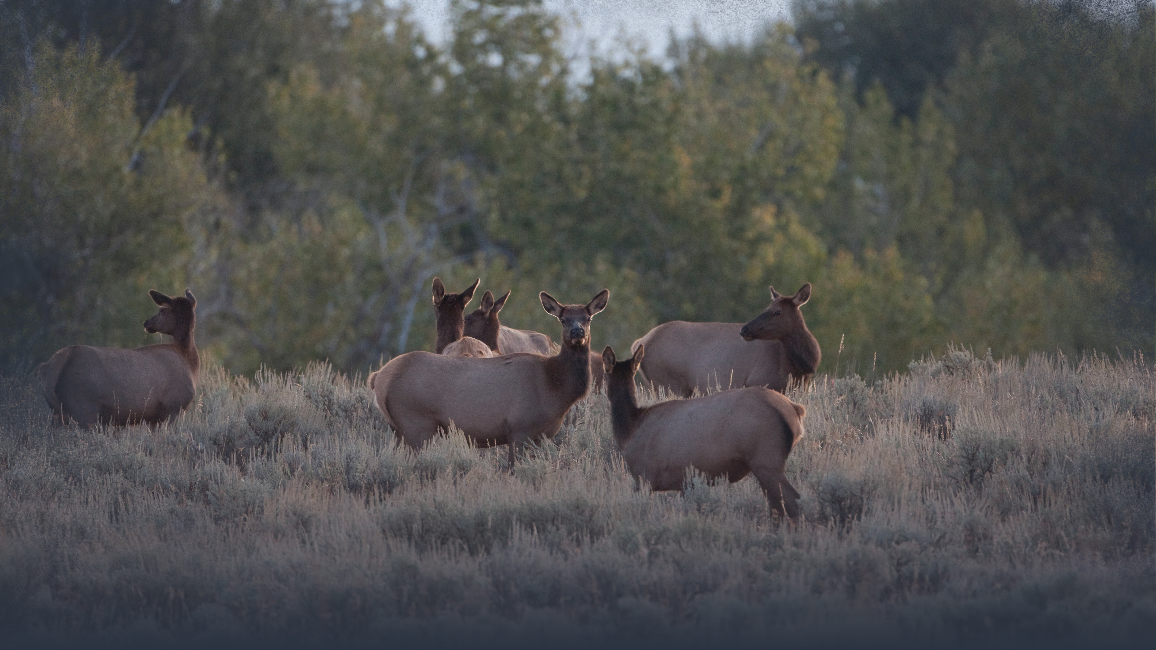 Why Hunt Cow Elk