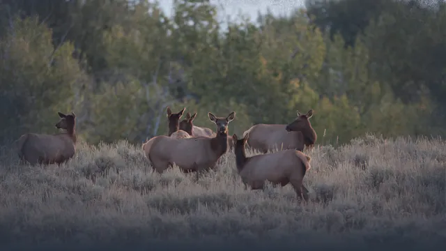 Why Hunt Cow Elk