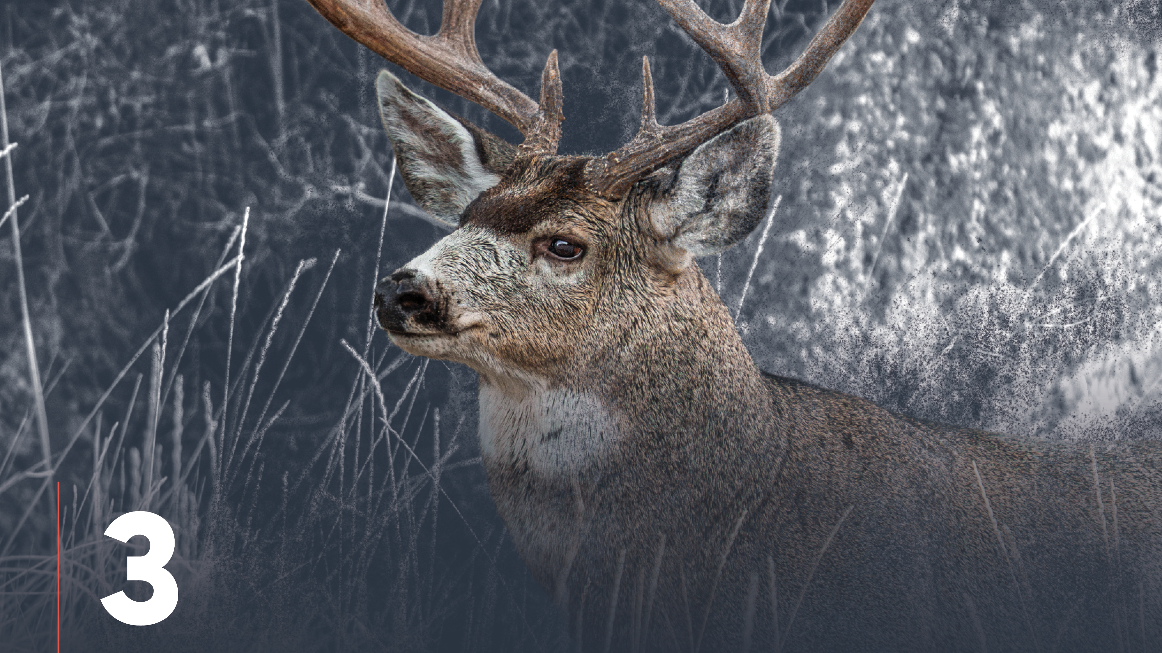 Mule Deer Physical Adaptations