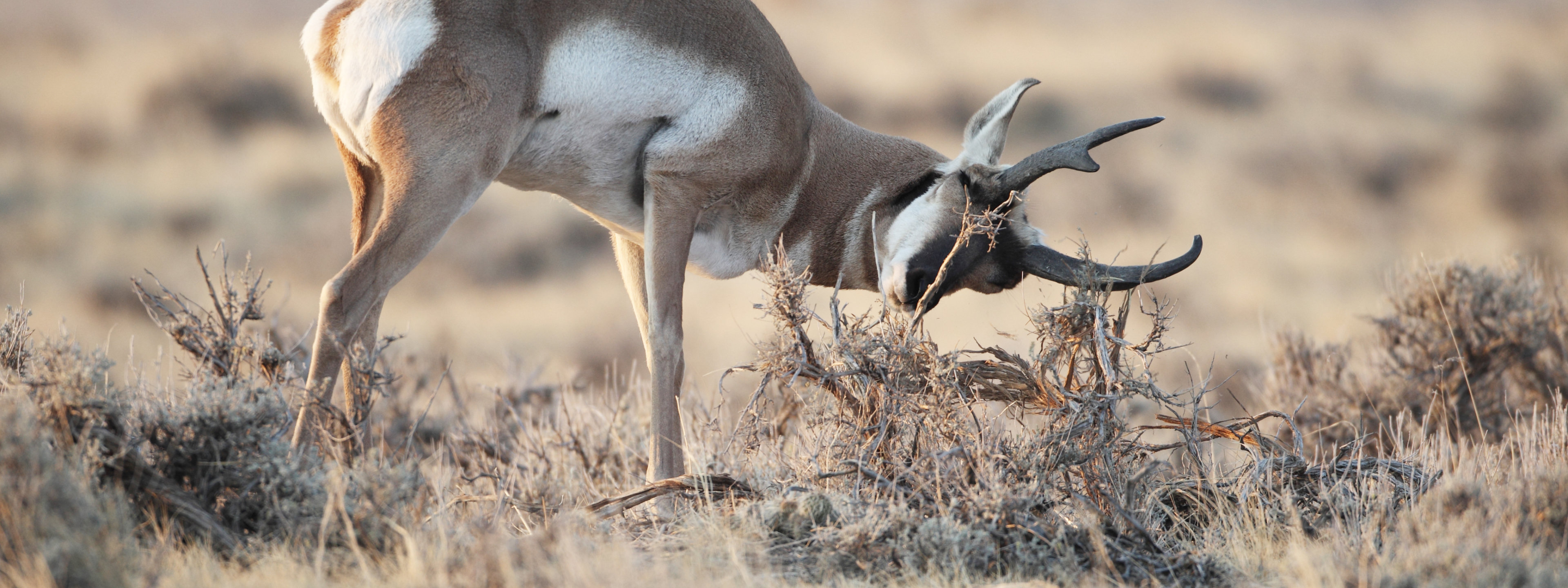 Ch. 5 - Pronghorn Antelope Behavior in Hunting Season