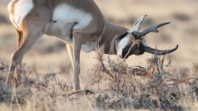 Ch. 5 - Pronghorn Antelope Behavior in Hunting Season