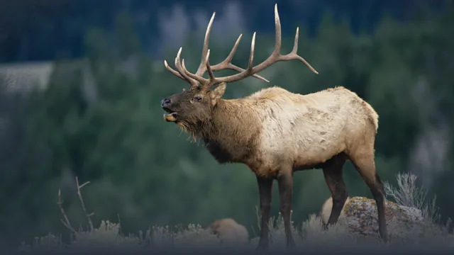 Elk Needs During the Rut