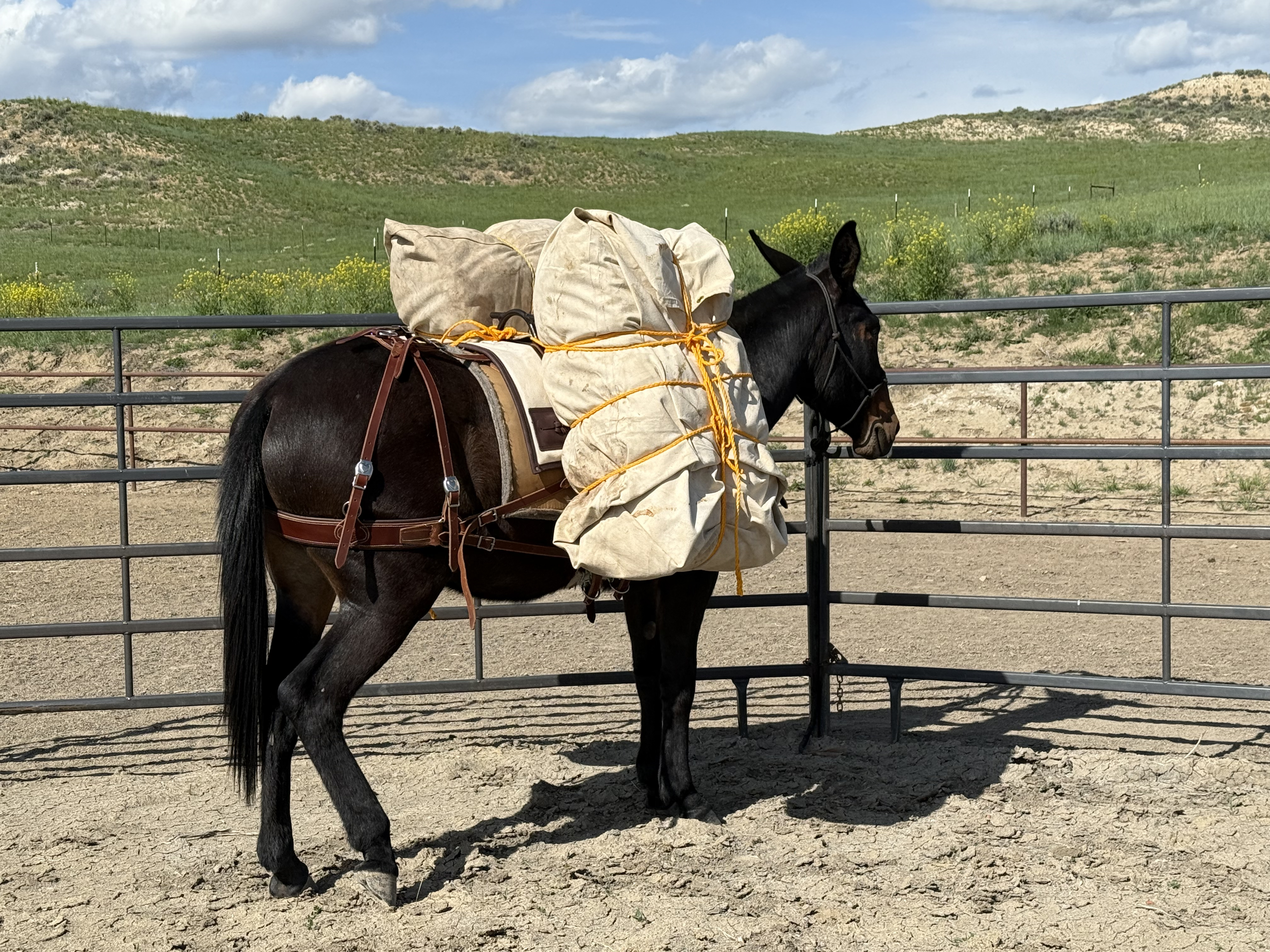 Panniers: Soft and Pack Boxes