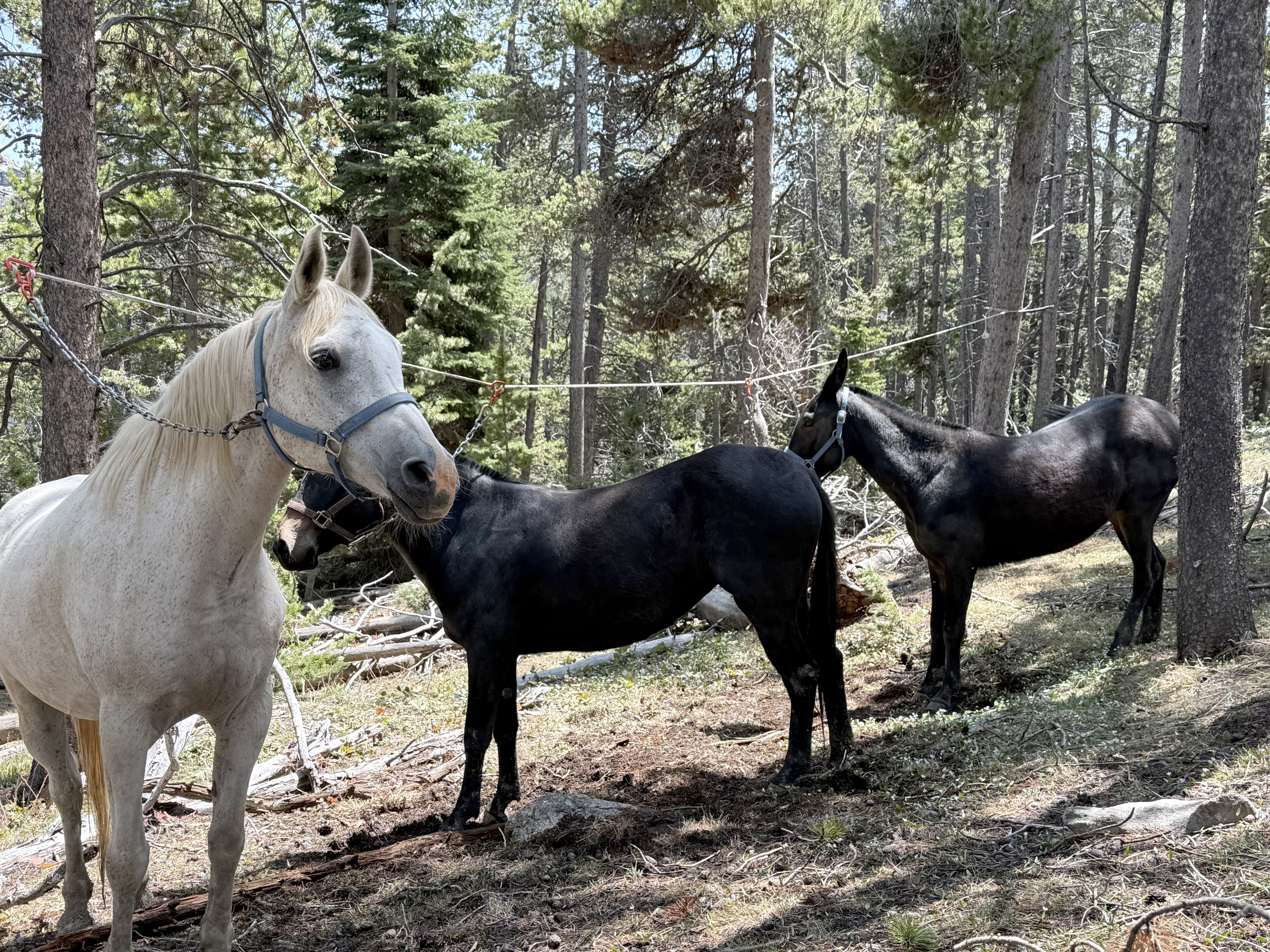 Finding a Quality Backcountry Mule