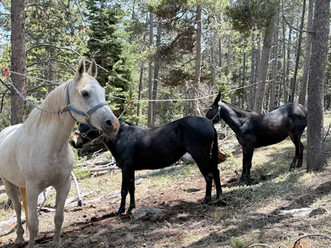 Finding a Quality Backcountry Mule