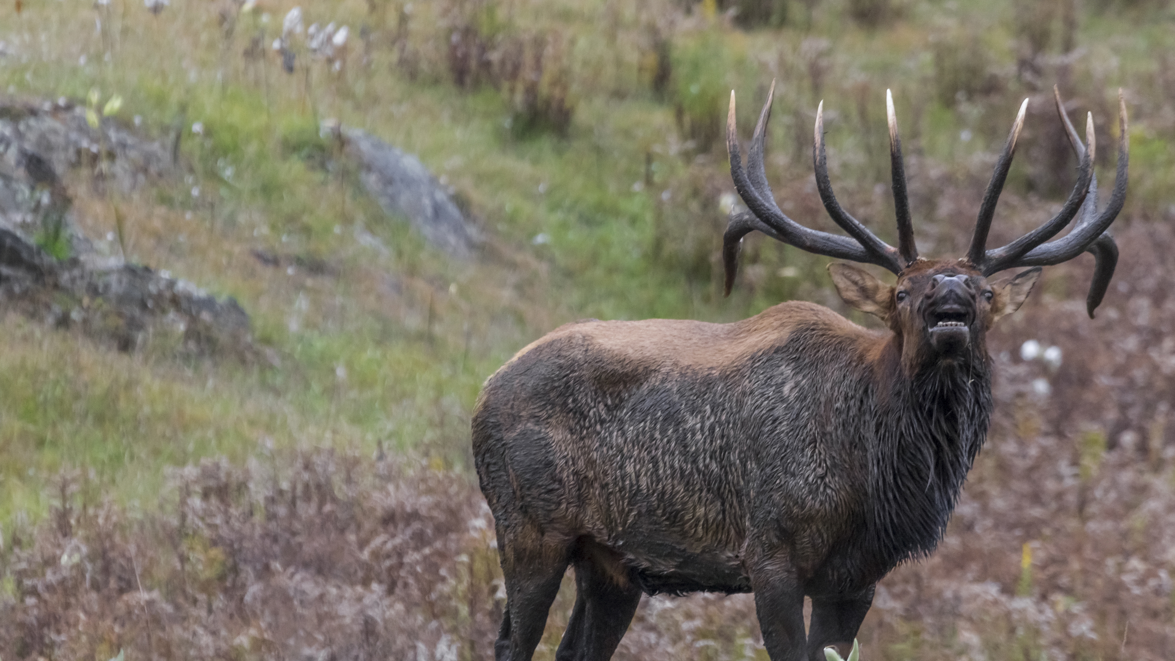 Ch. 16 - Other Tactics: Mimicking Bulls, Bump & Charge, The Silent Treatment