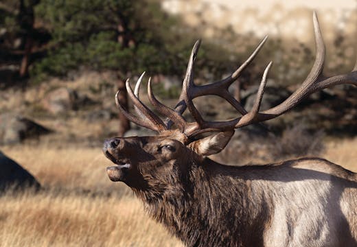 Chapter 3 - Elk Needs During the Rut