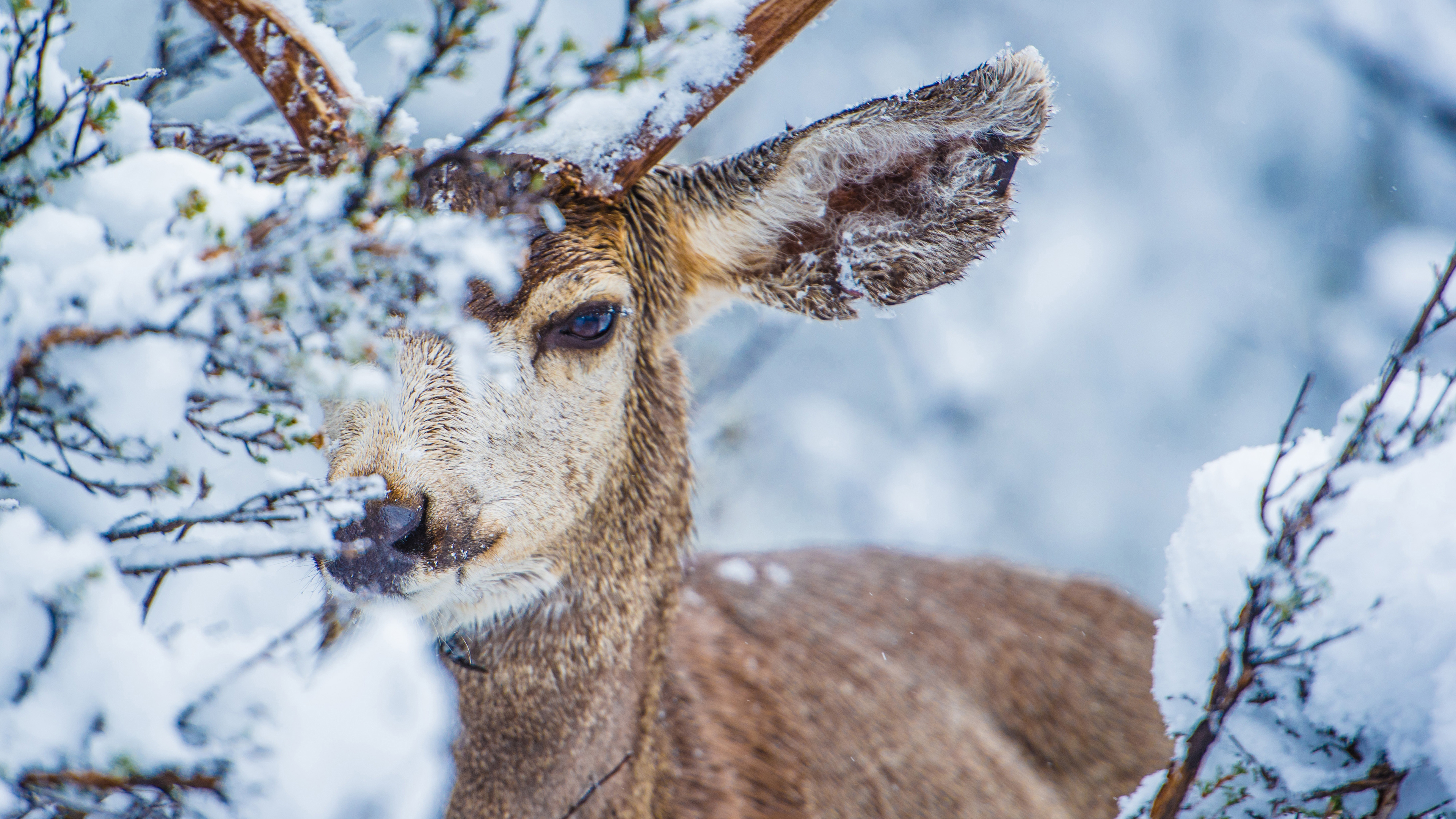 Ch. 13 - Mule Deer Migration