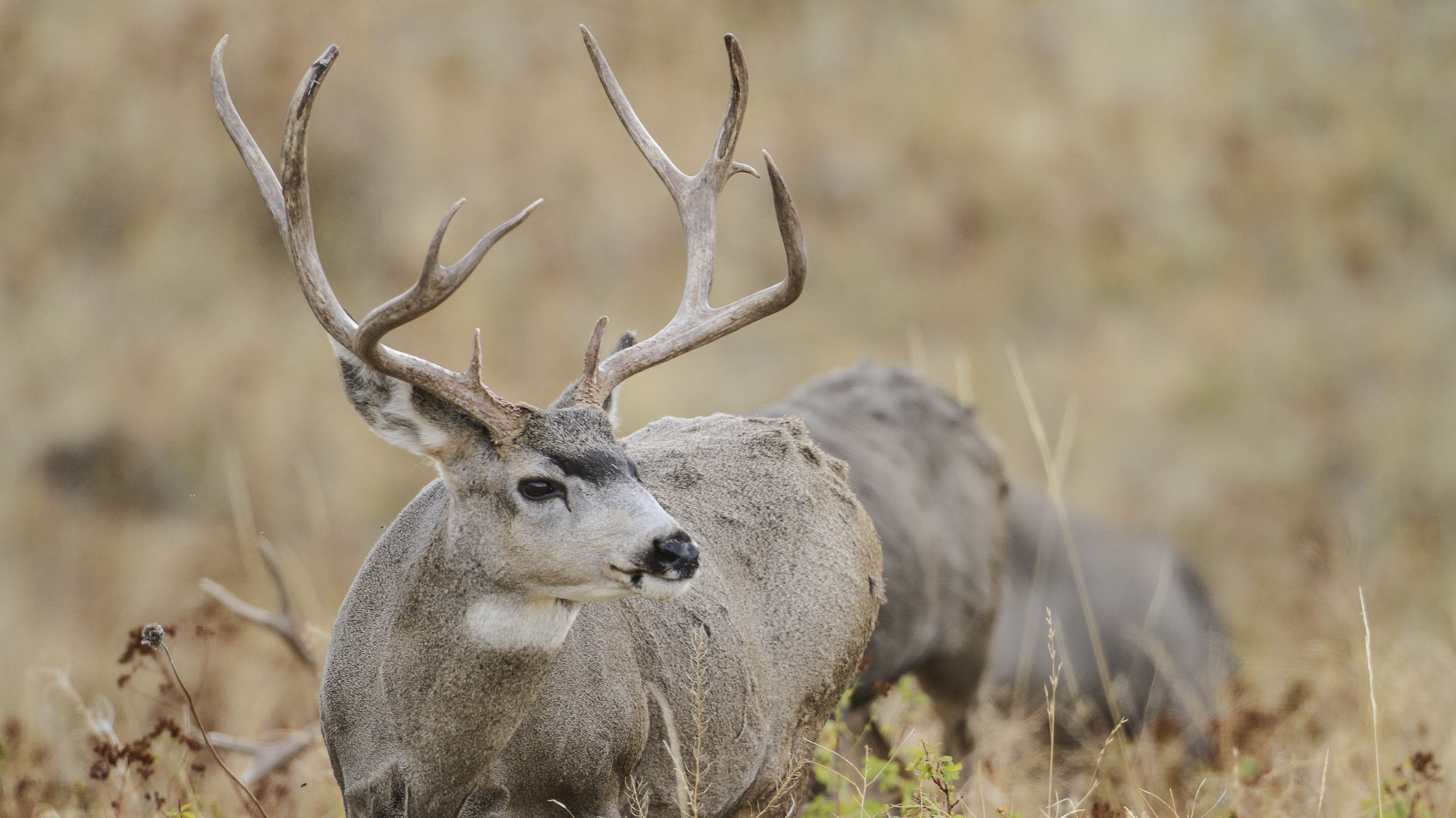 Ch. 10 - September Mule Deer