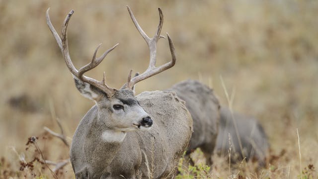 Ch. 10 - September Mule Deer