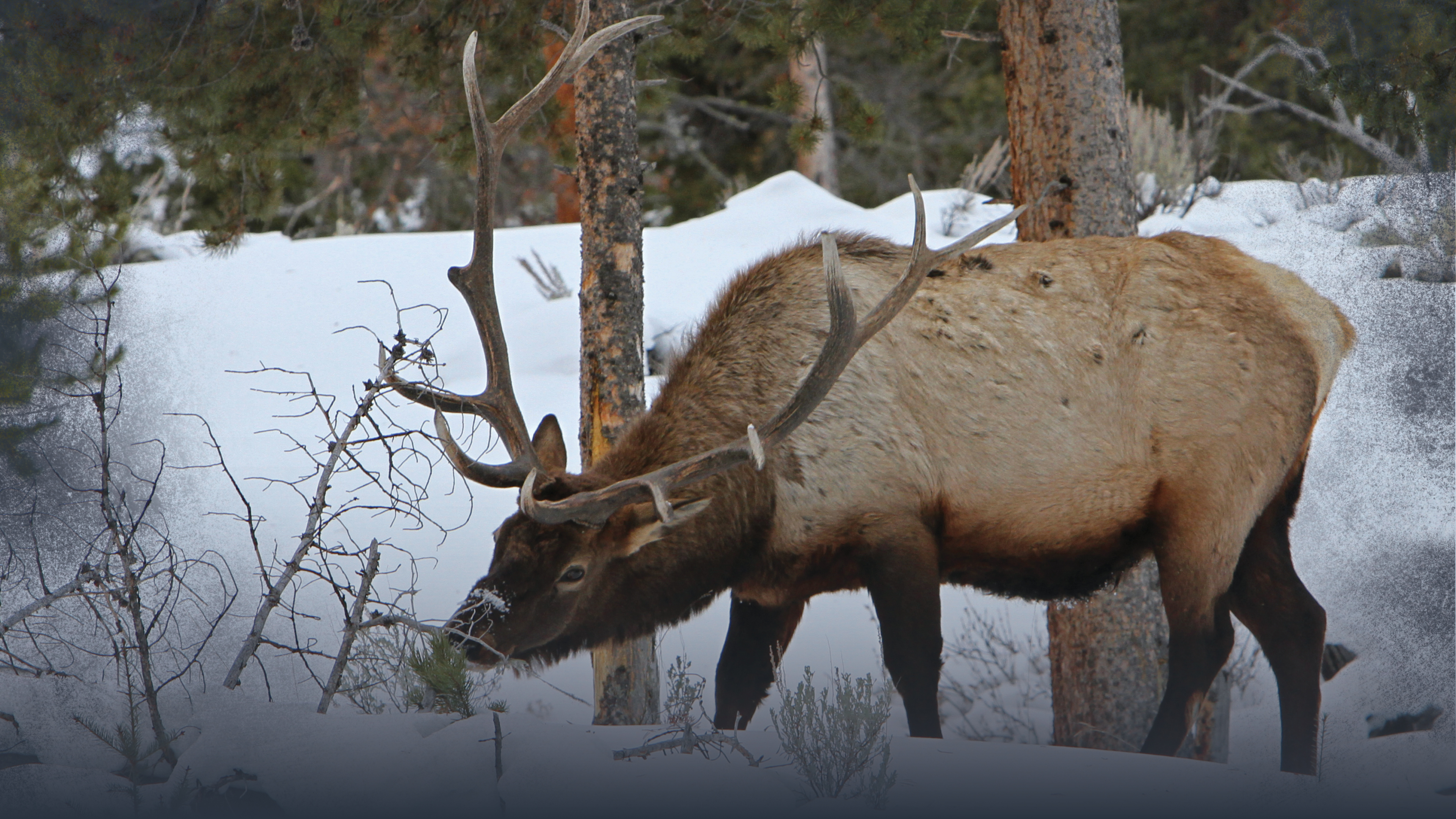 Basics of Finding Elk