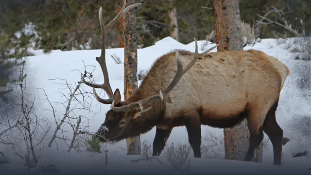 Basics of Finding Elk