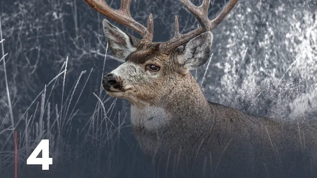 Obtaining a Mule Deer Tag