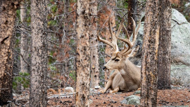 Ch. 11 - October Mule Deer