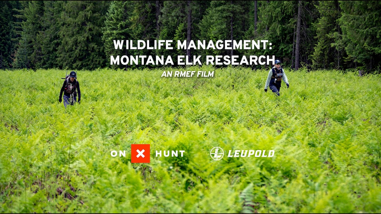 Wildlife Management: Montana Elk Research