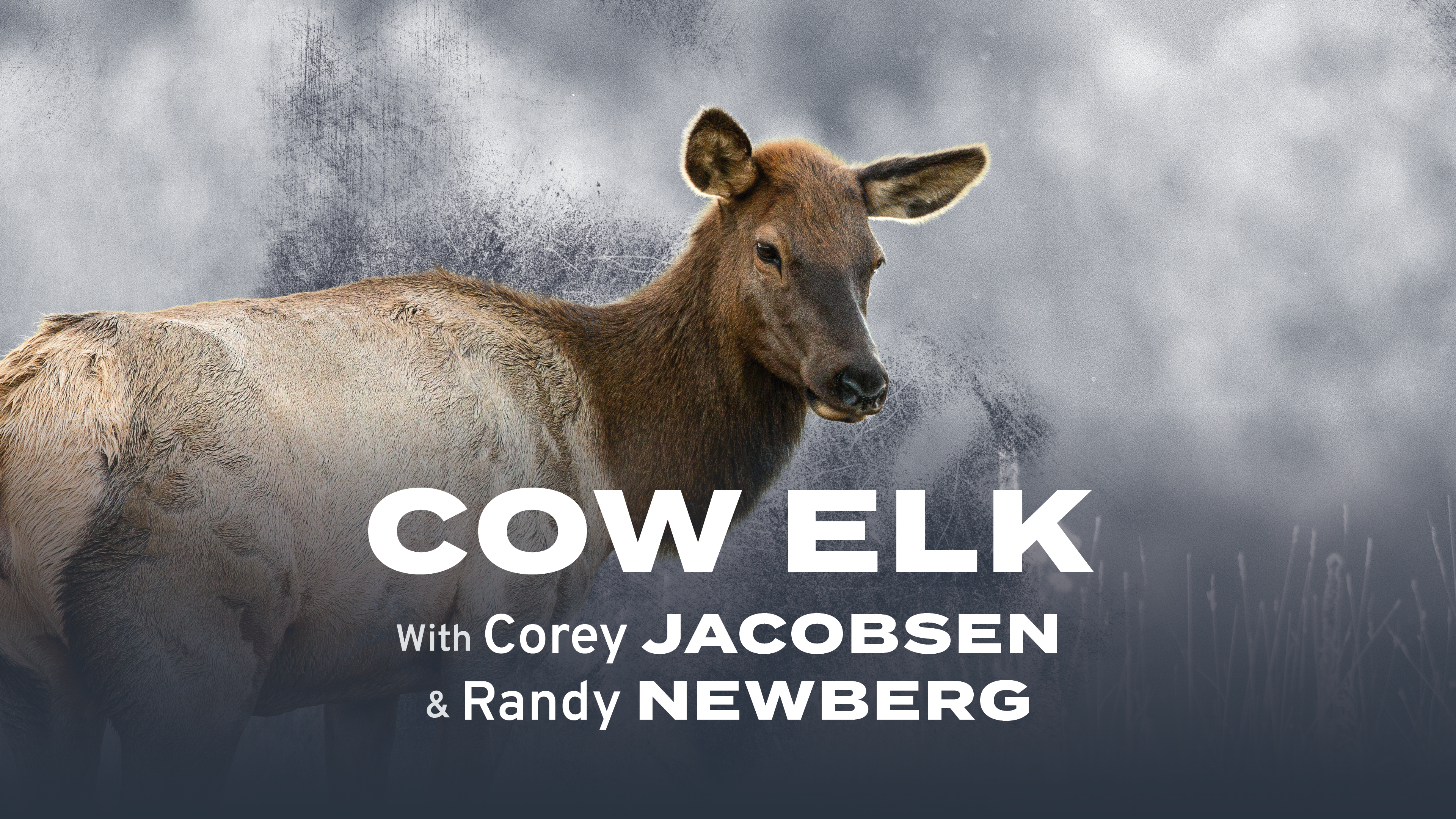 Cow Elk With Corey Jacobsen and Randy Newberg