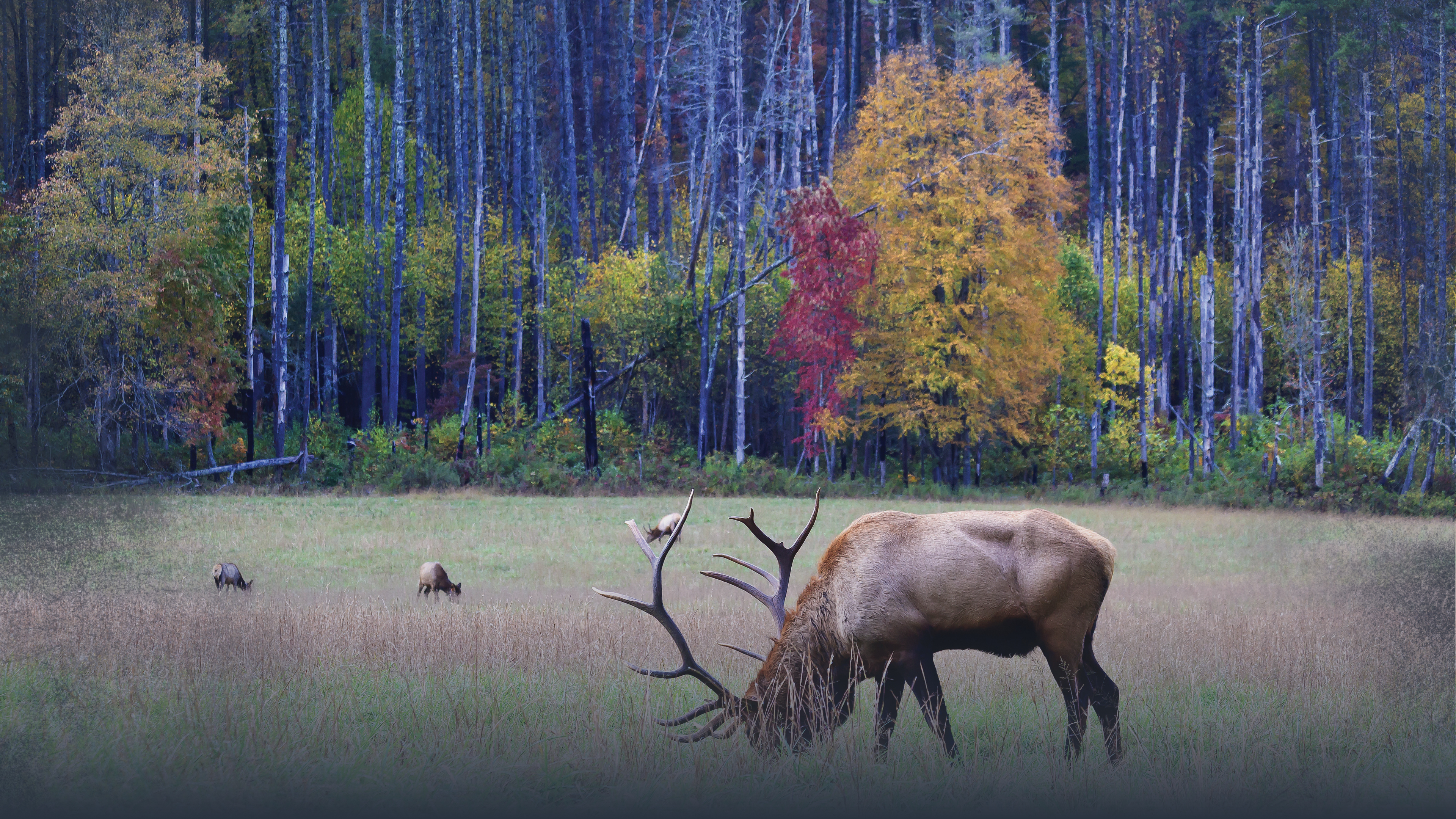 What Elk Eat Across Landscapes