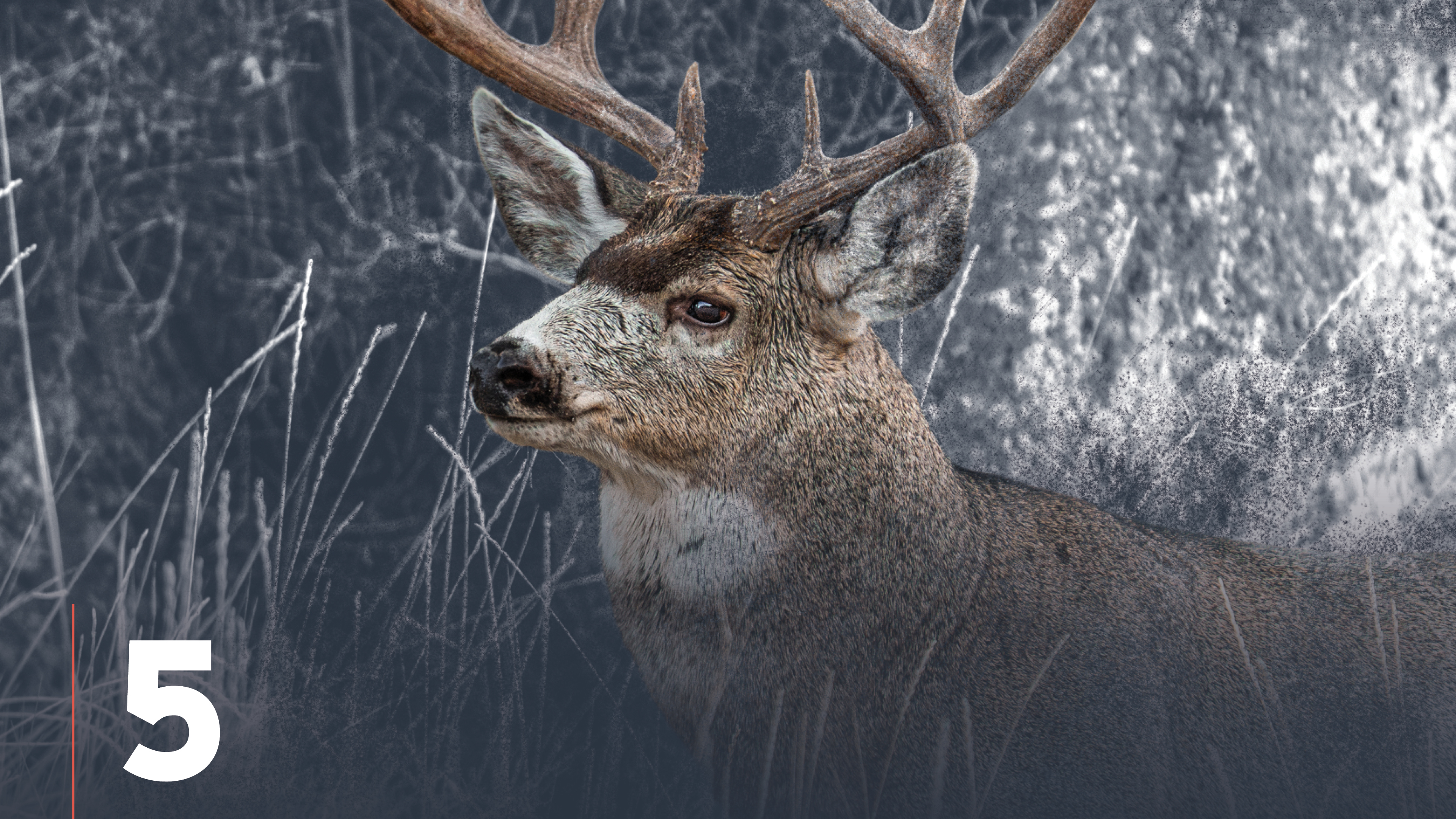 Essential Mule Deer Hunting Gear