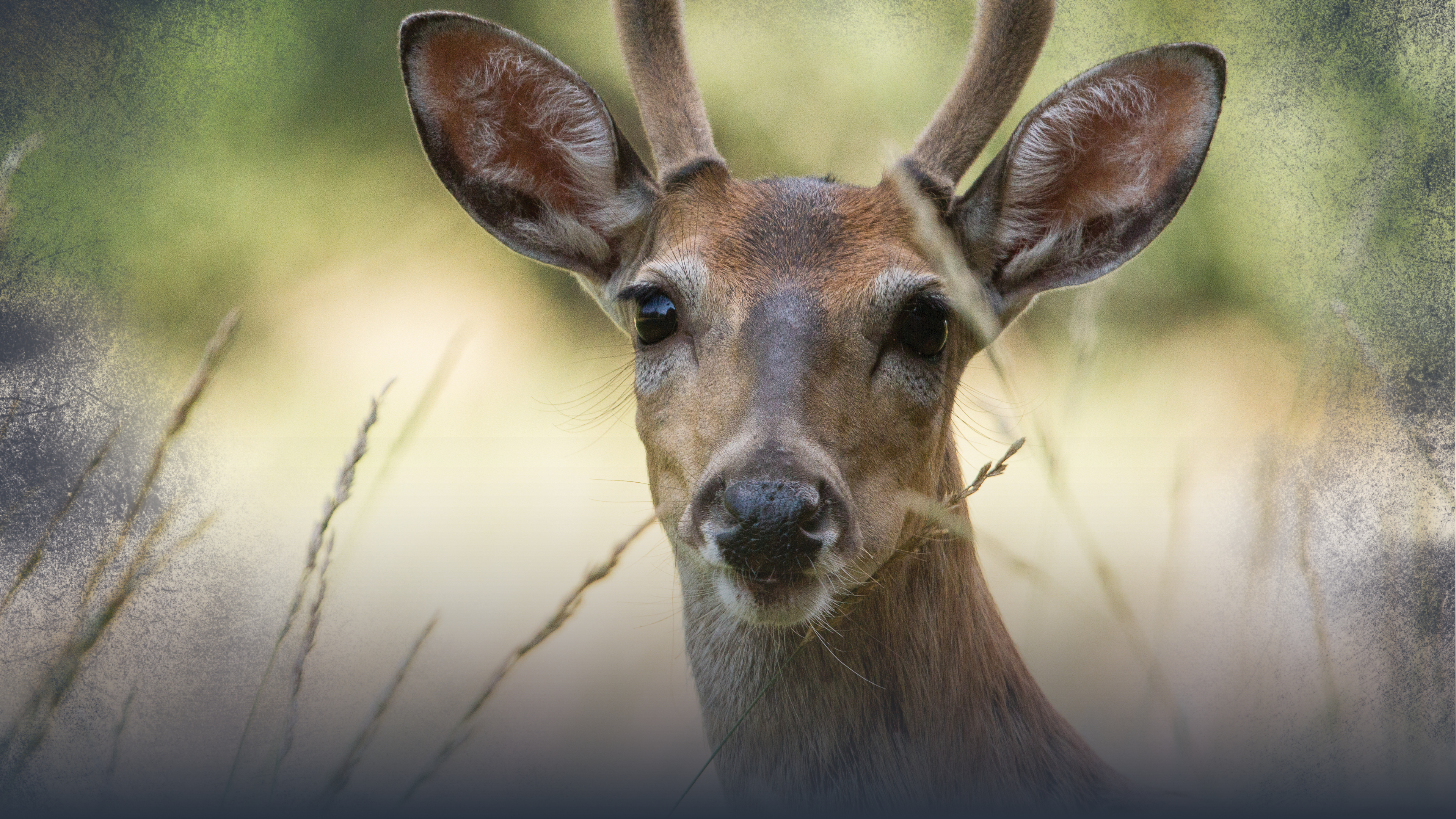 Summer Scouting for Whitetail Deer