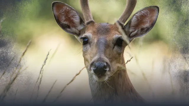 Summer Scouting for Whitetail Deer