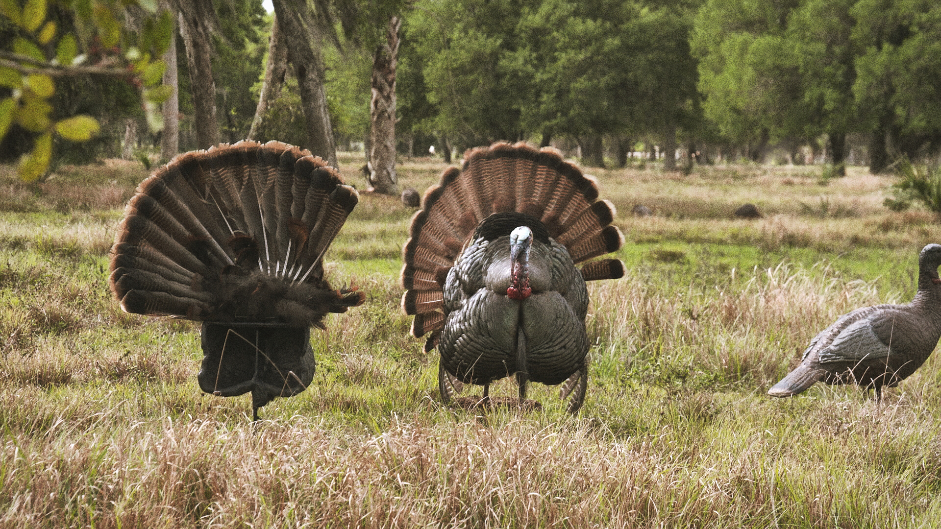 Turkey Tips and Tactics