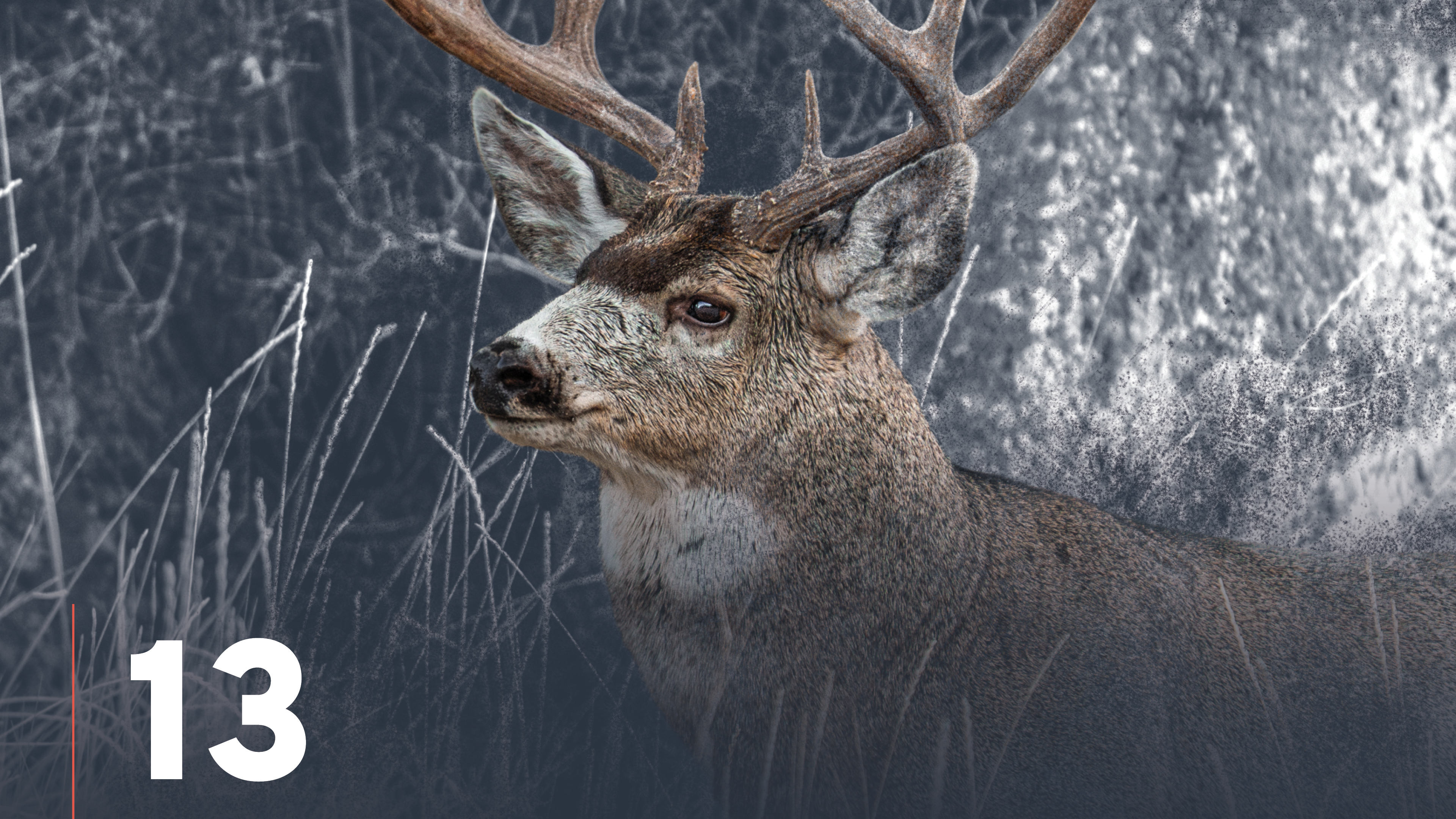 Mule Deer Migration