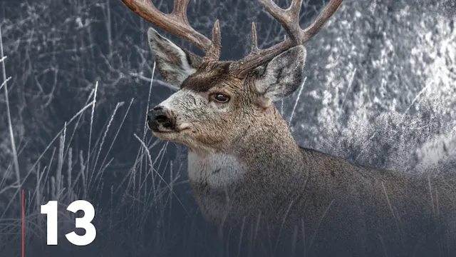 Mule Deer Migration