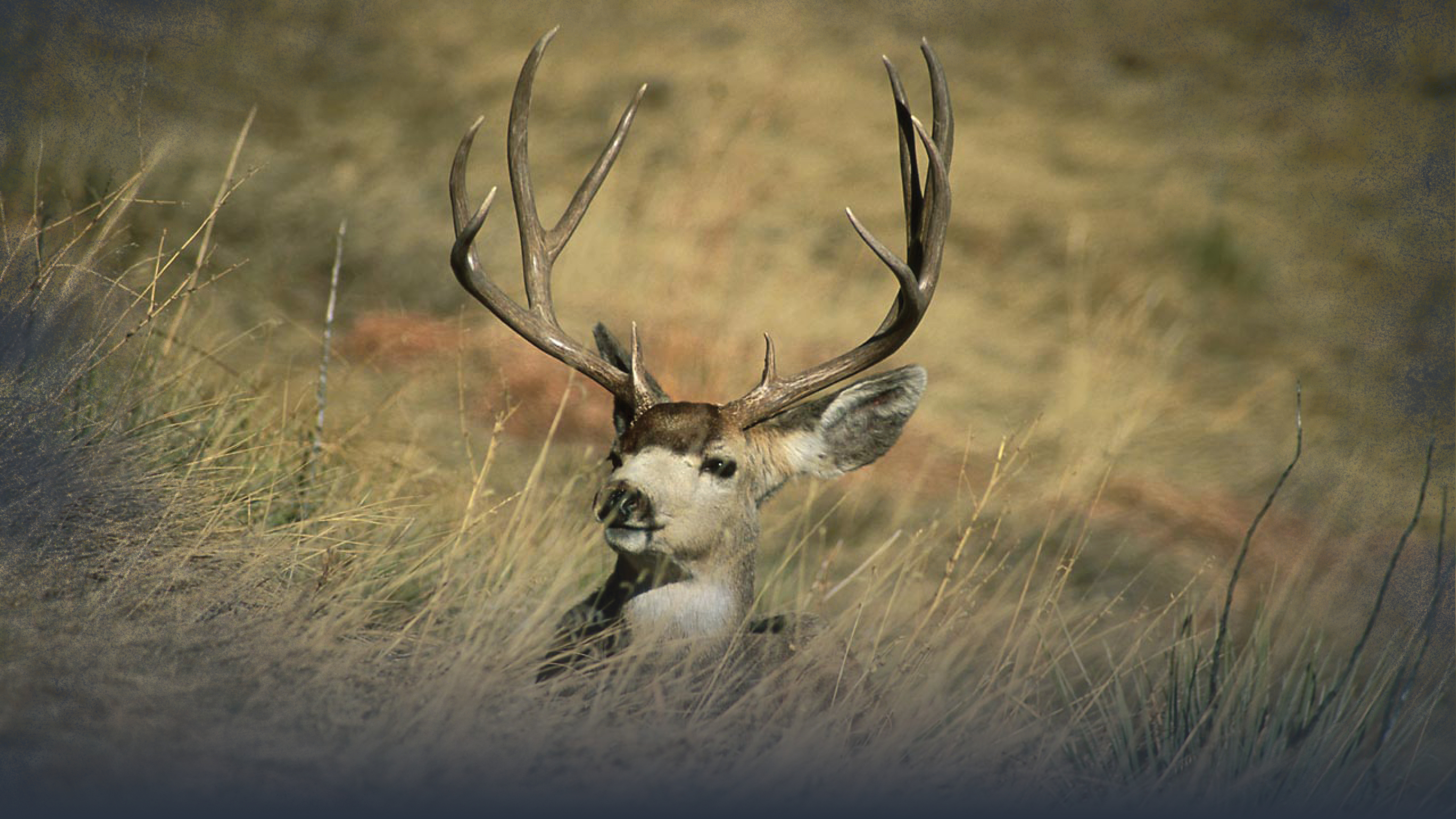 October Mule Deer