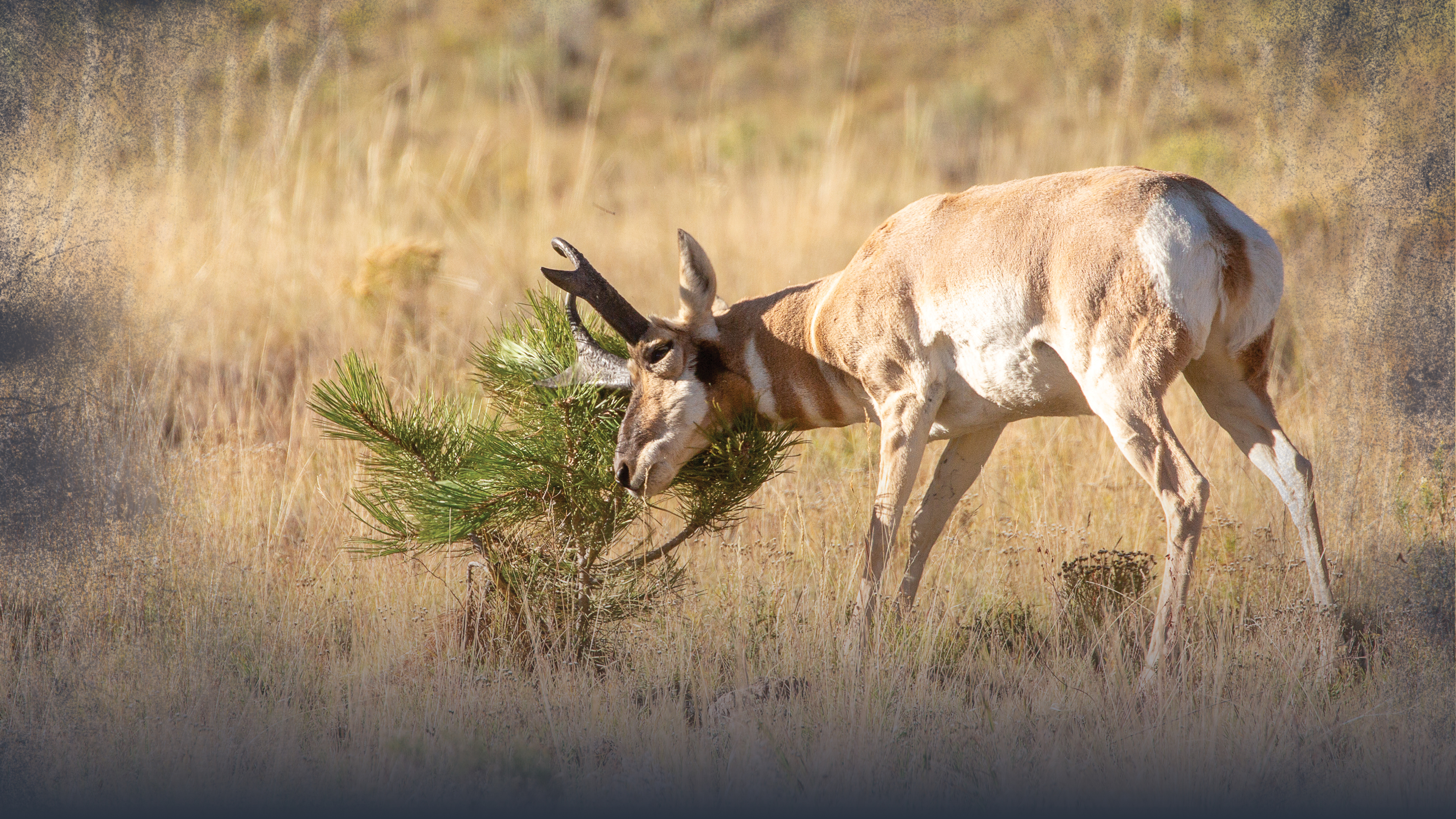 Pronghorn Antelope Behavior in Hunting Season