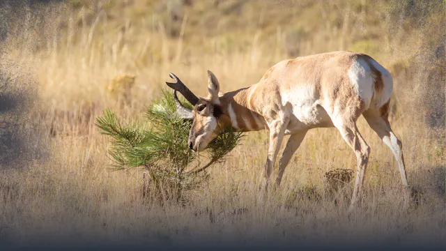 Pronghorn Antelope Behavior in Huntin...