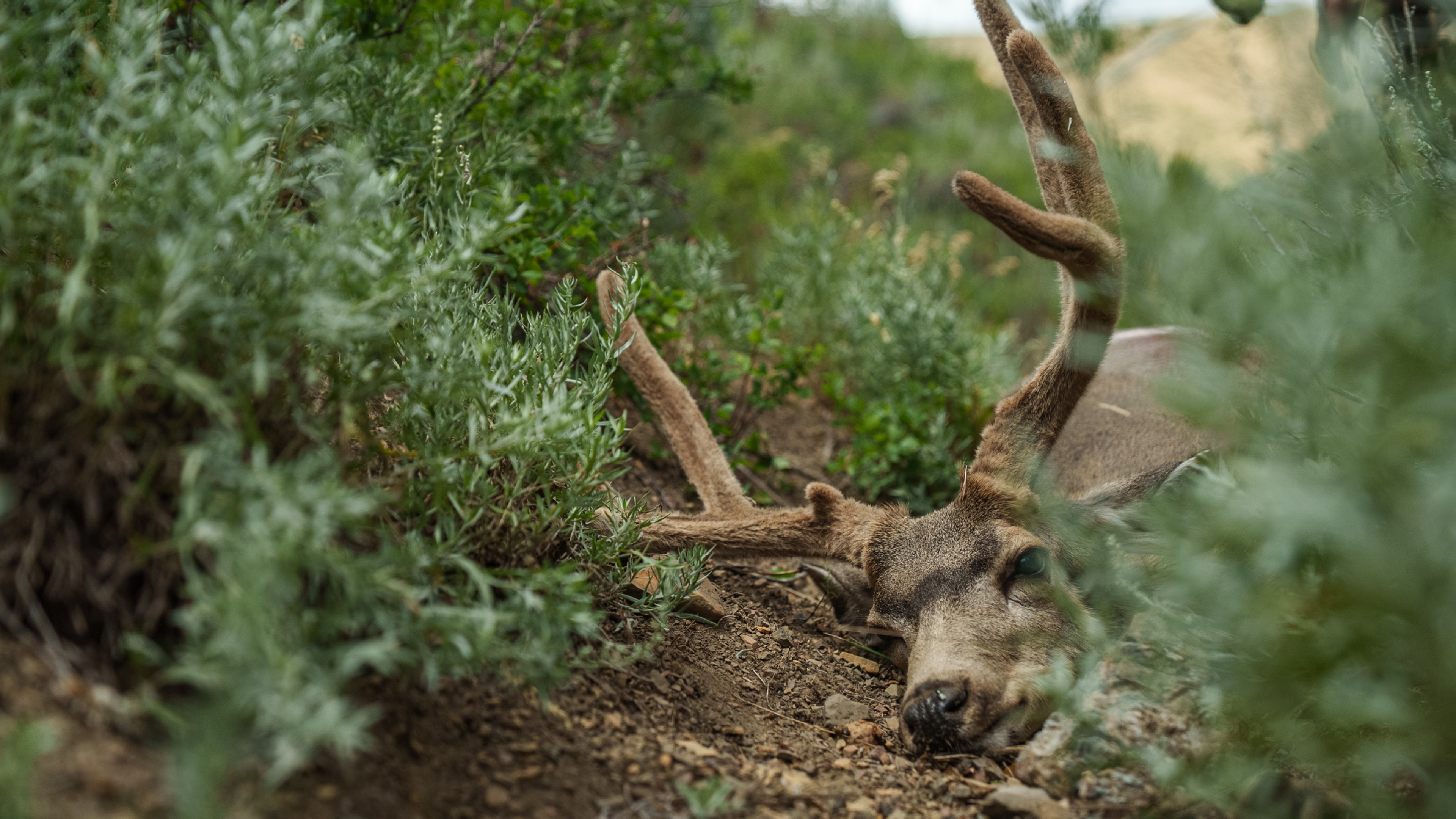 Ch. 2 - Mule Deer Stalks by the Numbers