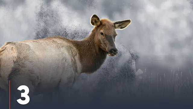 Cow Elk Nutrition & Forage