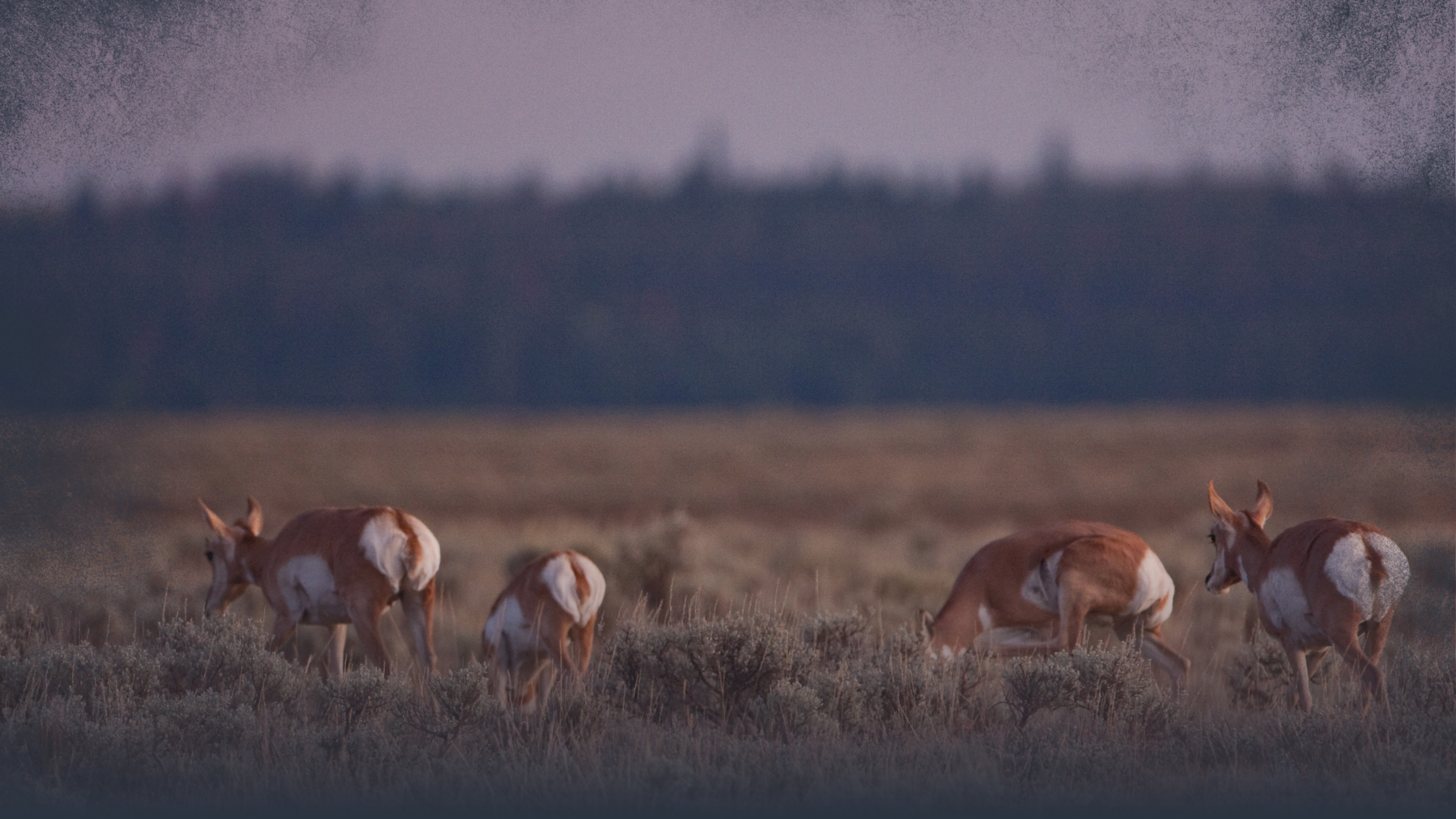 Pronghorn Antelope Needs: Food & Forage