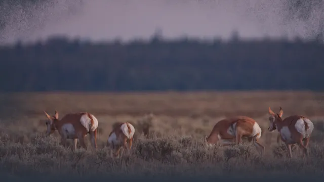 Pronghorn Antelope Needs: Food & Forage