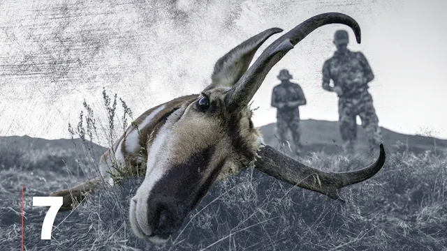 Pronghorn Antelope Equipment & Optics