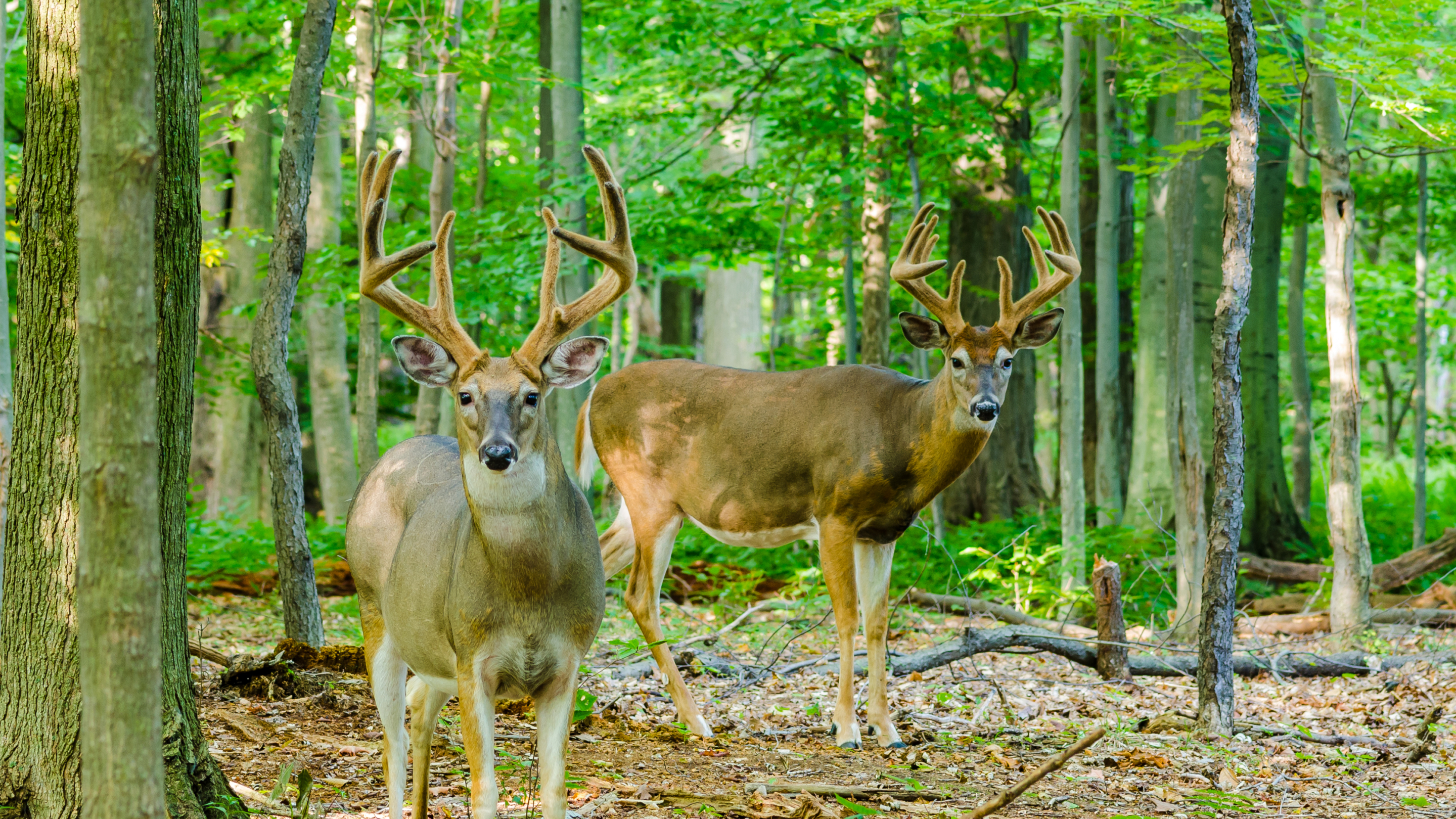 Ch. 11 - Summer Scouting for Whitetail Deer 