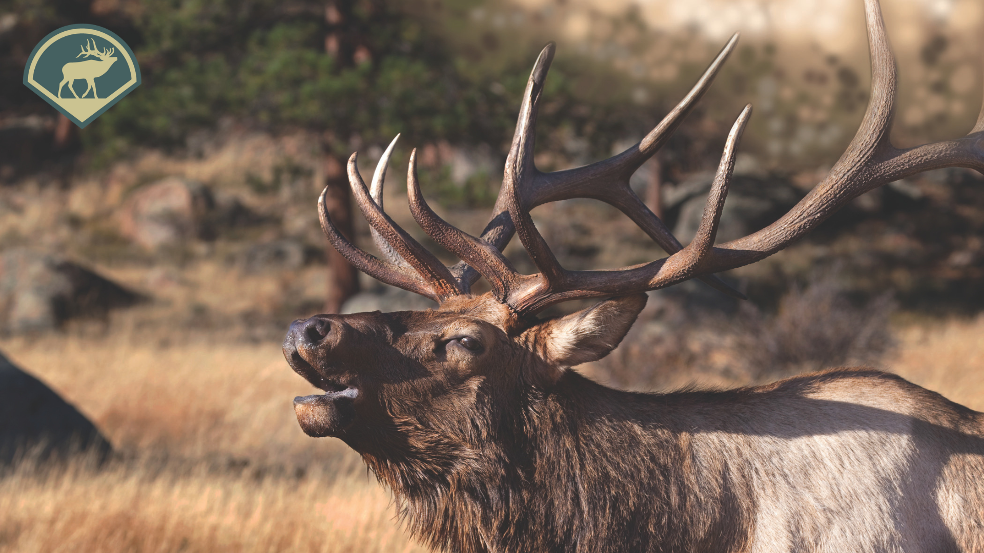 Chapter 3 - Elk Needs During the Rut 