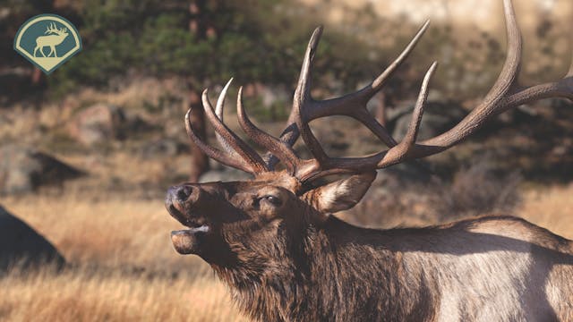 Chapter 3 - Elk Needs During the Rut