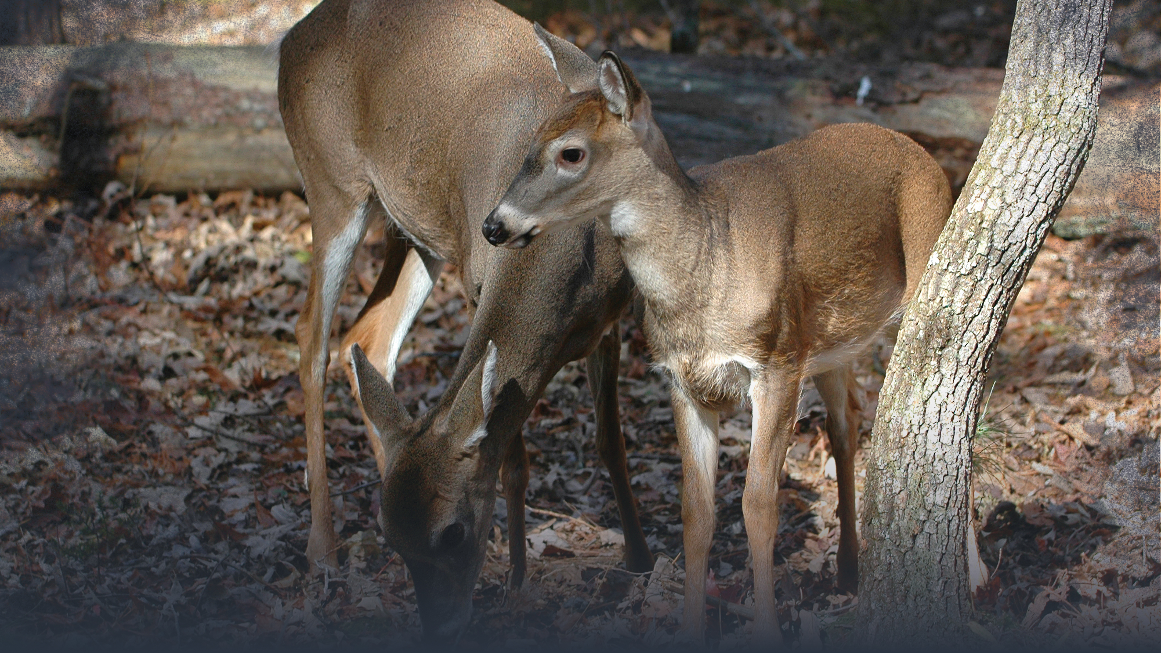 Identifying Key Food Sources For Whitetail Deer