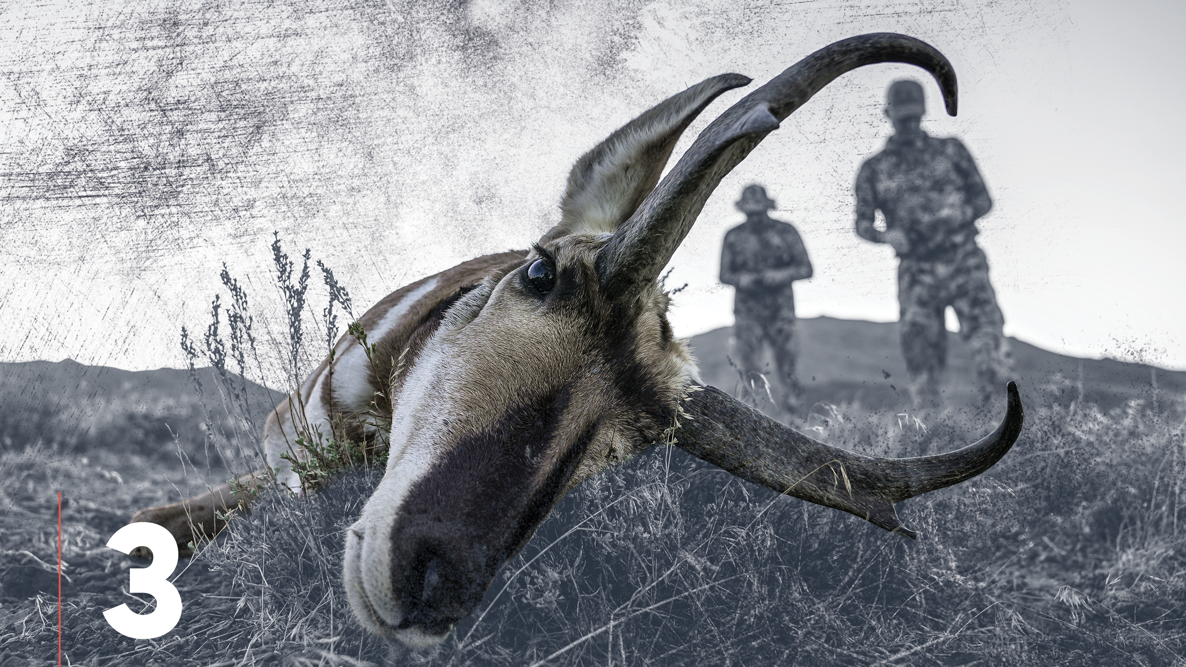 Pronghorn Antelope Landscapes