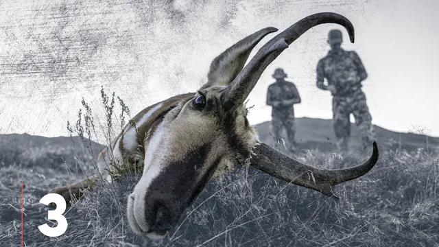 Pronghorn Antelope Landscapes