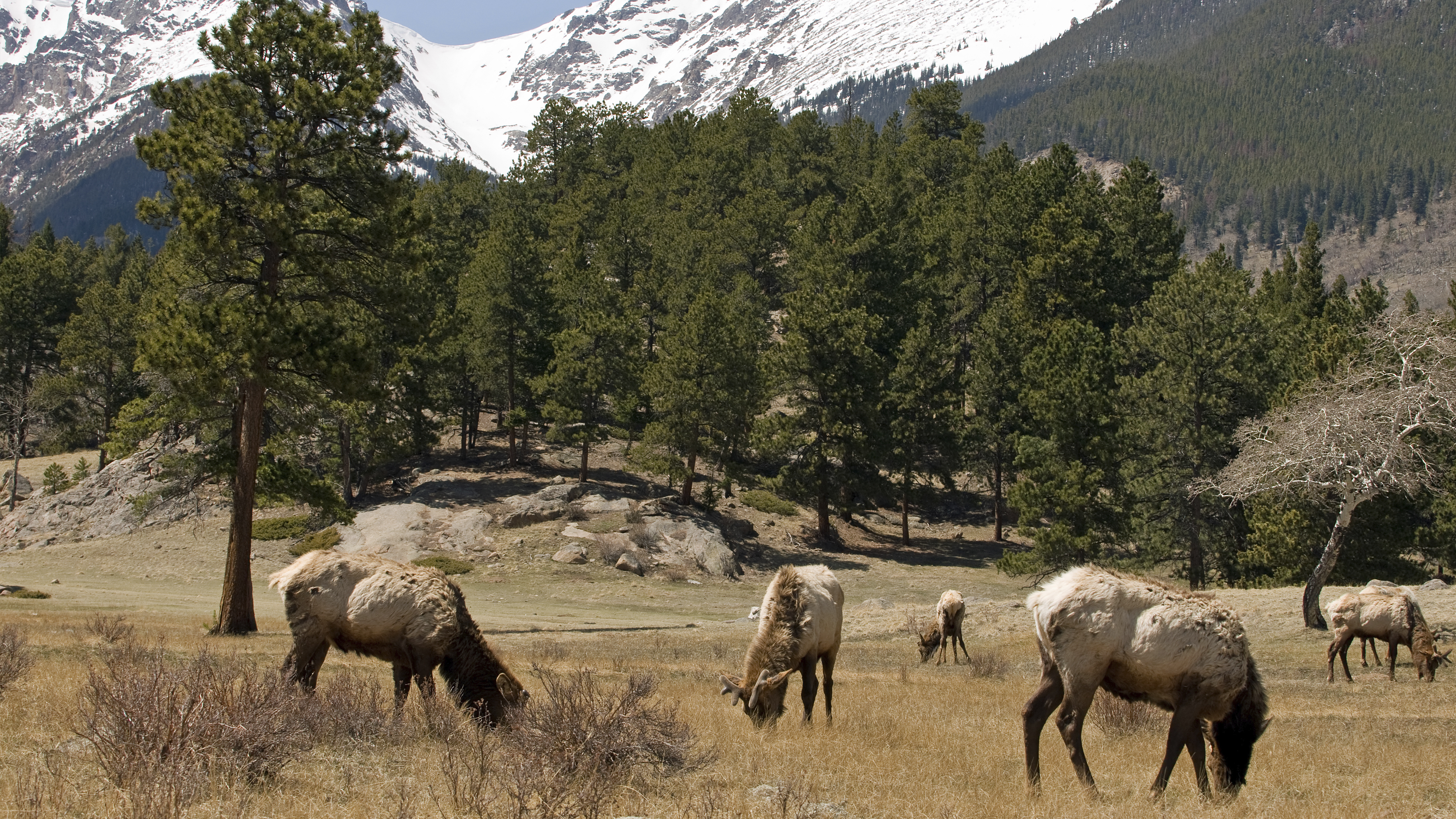 Ch. 5 - Migratory vs Non-Migratory Elk