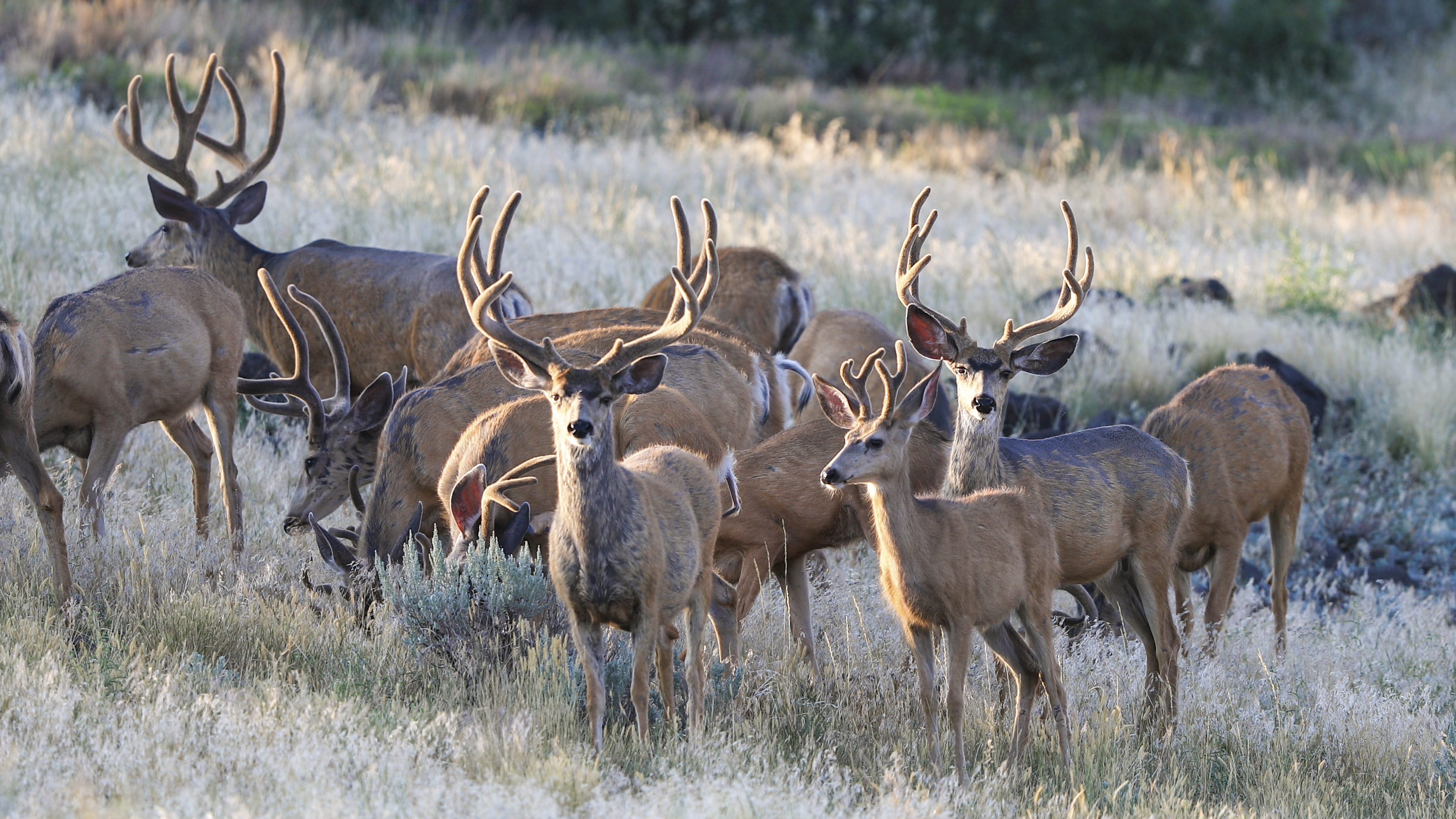 Ch. 9 - Velvet Mule Deer in August